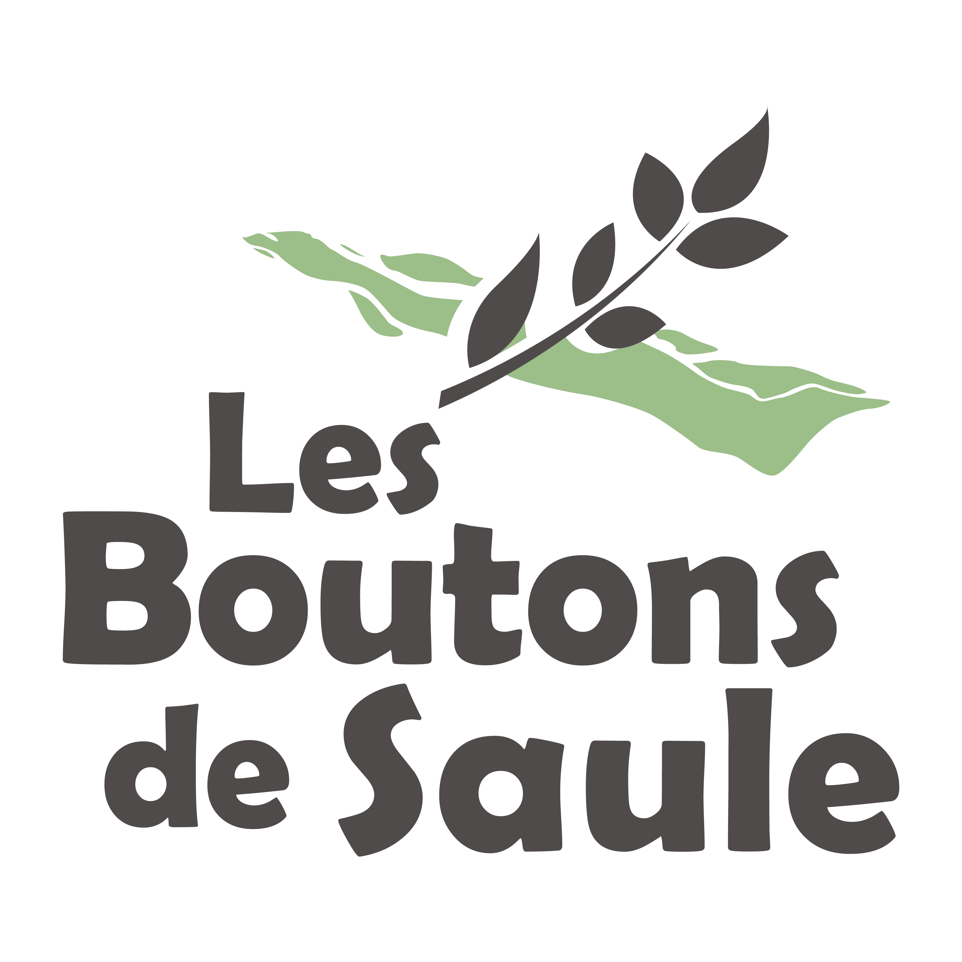 Les Boutons de Saule
